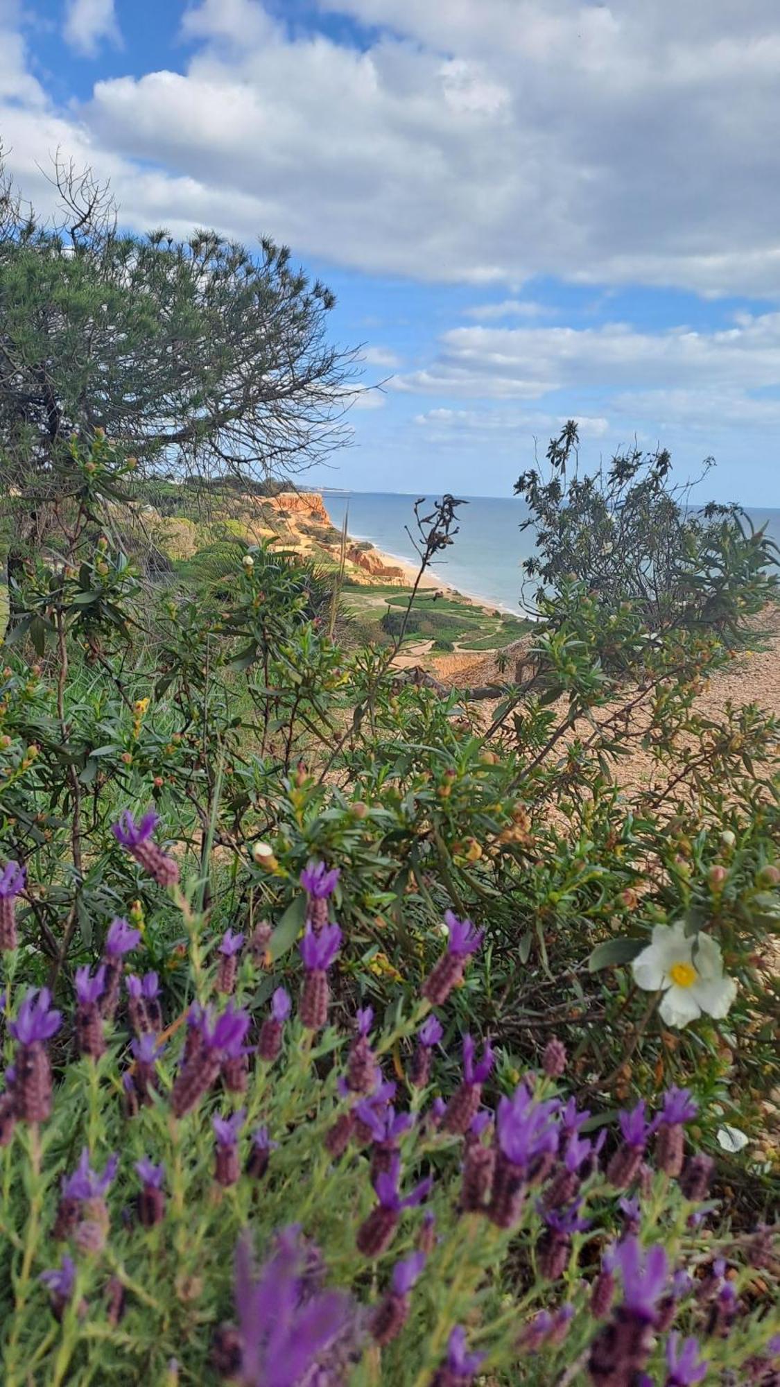 Da Falesia, O Estudio Da Aldeia Acoteias Albufeira